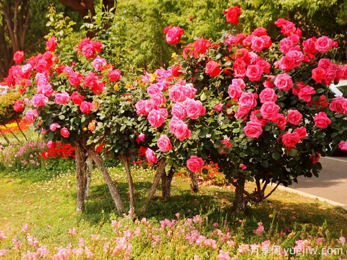 昆明月季应用和月季景观(图3)