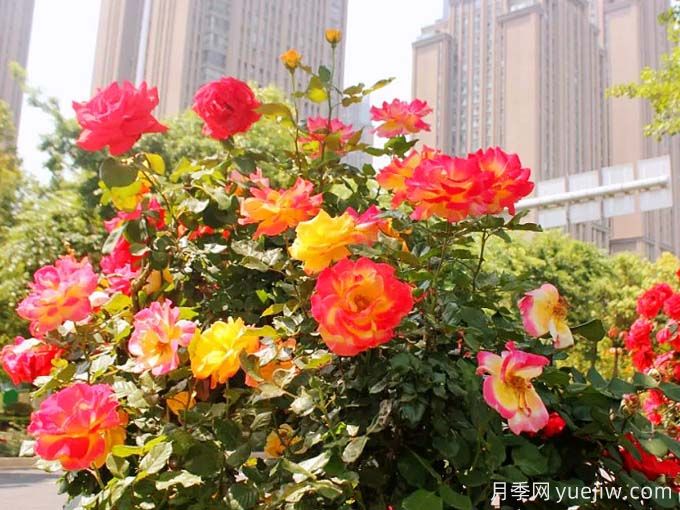 昆明月季应用和月季景观(图4)