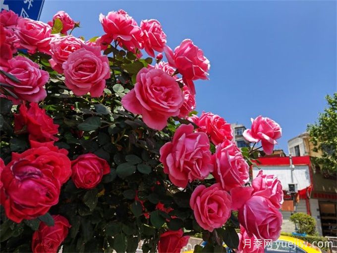 曲靖月季应用和景观图集(图2) 曲靖月季应用和月季景观(图2)