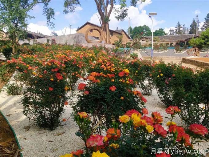 保山月季应用和月季景观(图1)