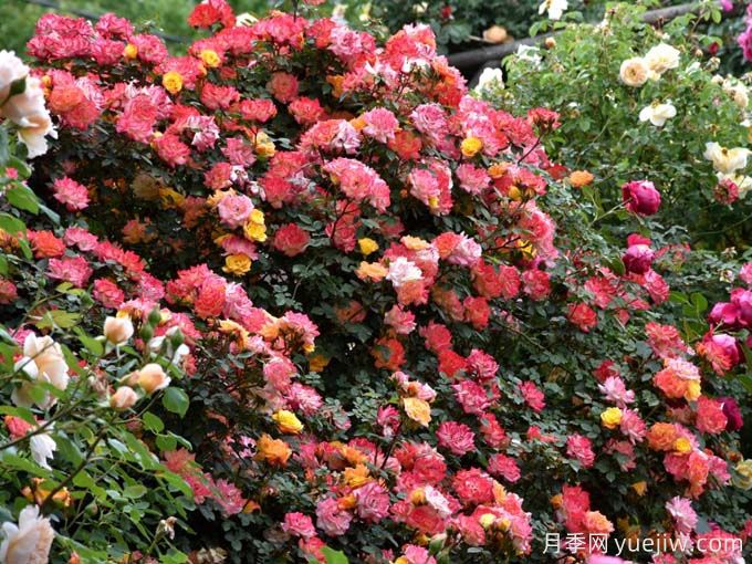 昭通月季应用和月季景观(图2)