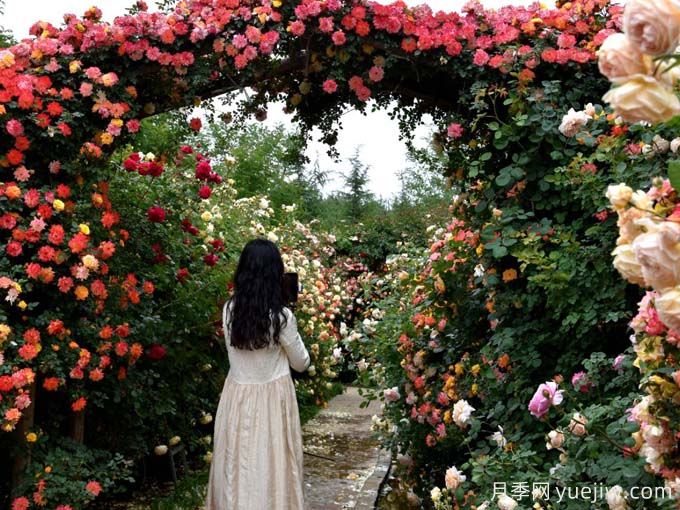 昭通月季应用和月季景观(图3)