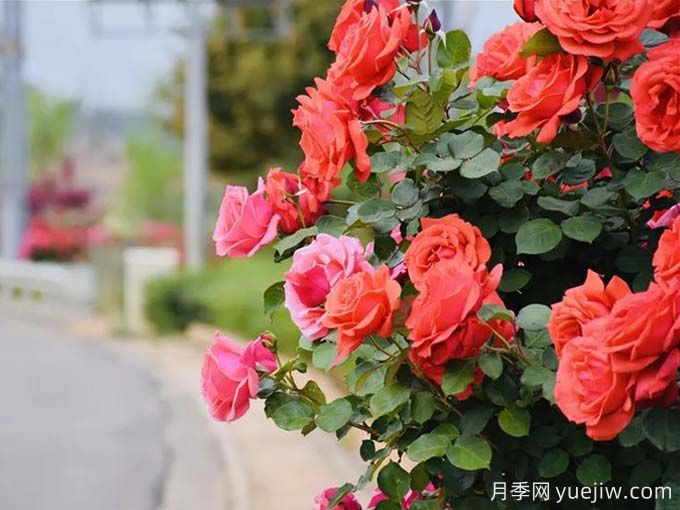 丽江月季应用和景观图集(图1) 丽江月季应用和月季景观(图1)