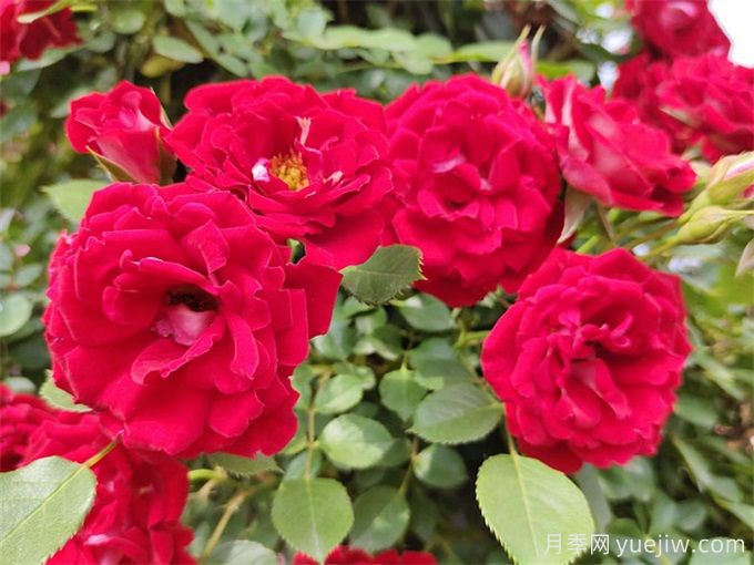 普洱月季应用和月季景观(图1)