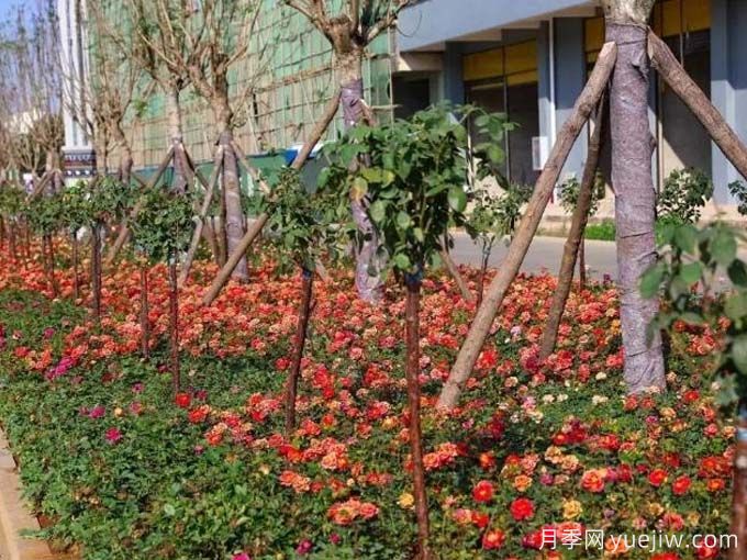 临沧月季应用和月季景观(图2)