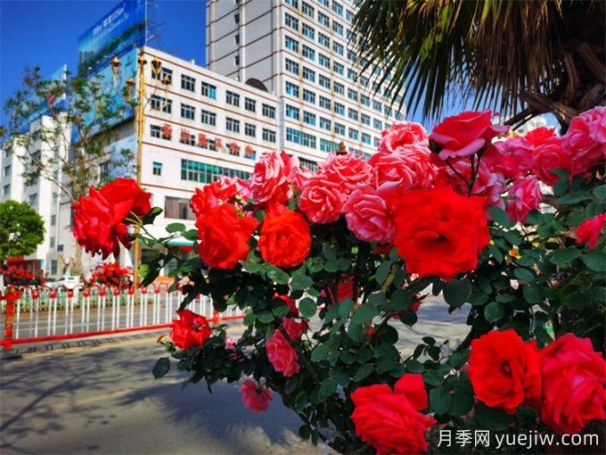 楚雄月季应用和月季景观(图2)