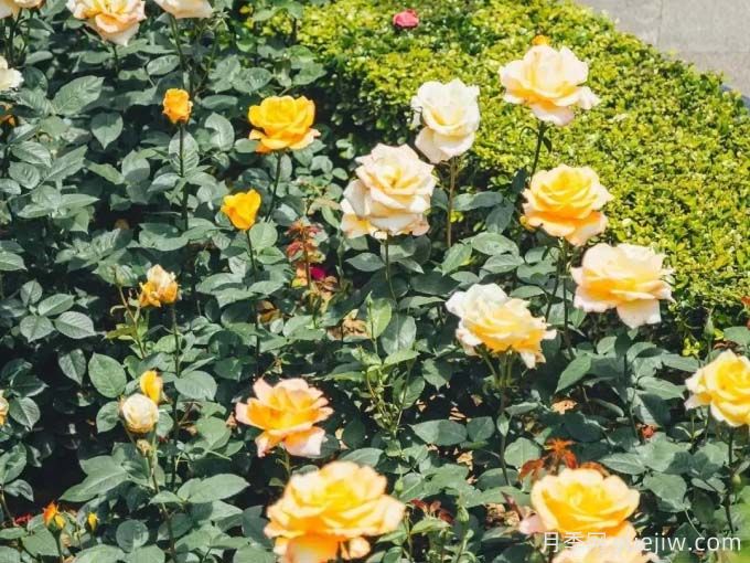贵阳月季应用和月季景观(图2) 贵阳月季应用和月季景观(图2)