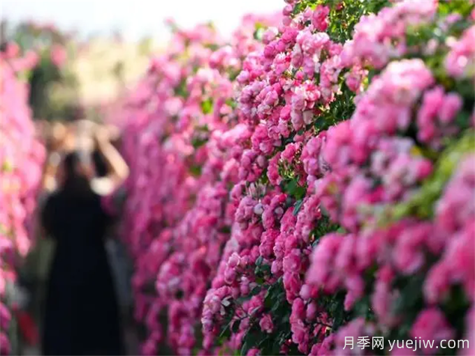 红河月季应用和月季景观(图2)