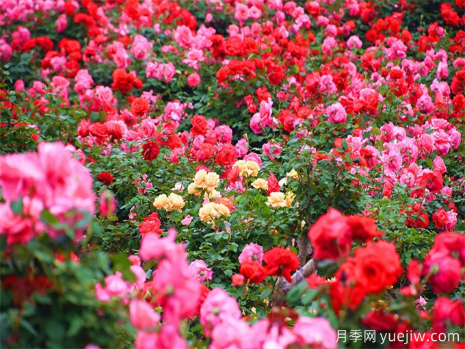 红河月季应用和月季景观(图1)