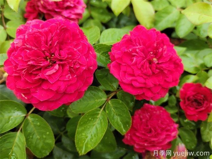 六盘水月季应用和月季景观(图1)