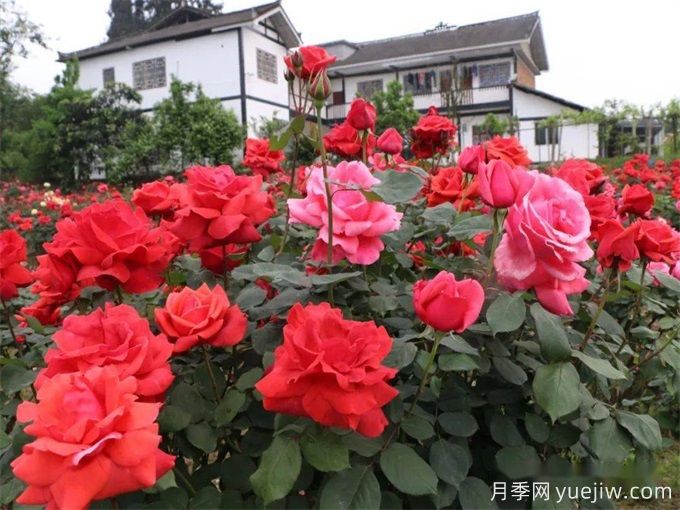 遵义月季应用和月季景观(图1)