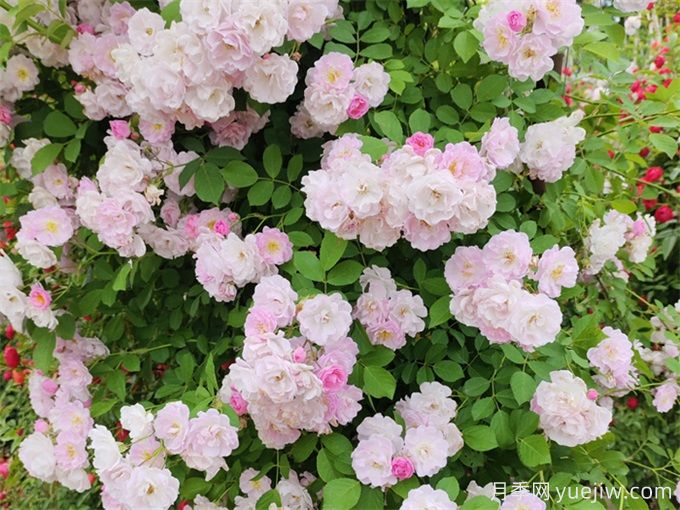 安顺月季应用和月季景观(图1)