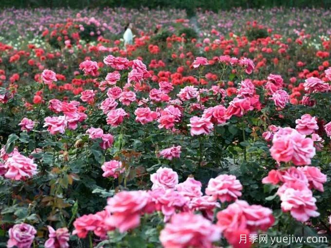 毕节月季应用和月季景观(图1)