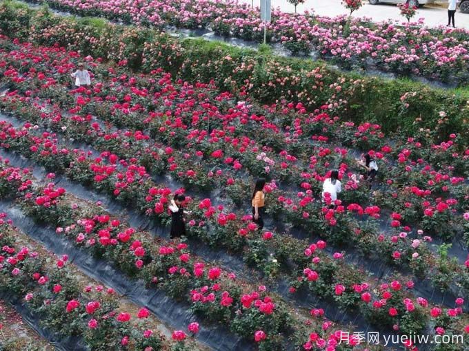 毕节月季应用和月季景观(图2)