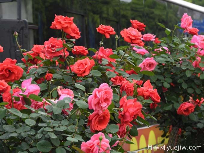 黔东南月季应用和月季景观(图1)