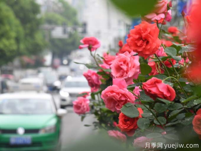 凯里月季市花文化和月季景观(图2)