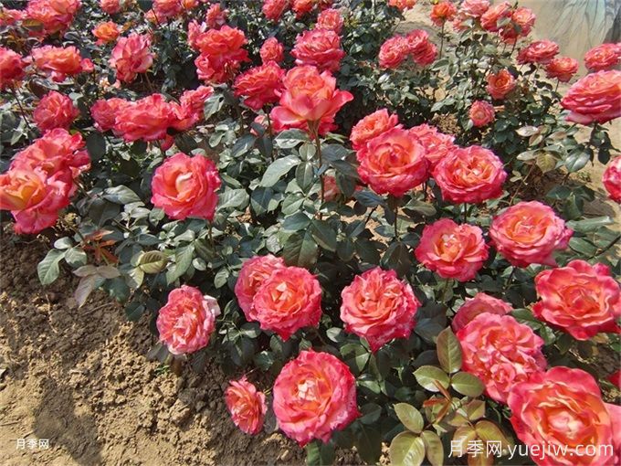 南宁月季应用和月季景观(图1)