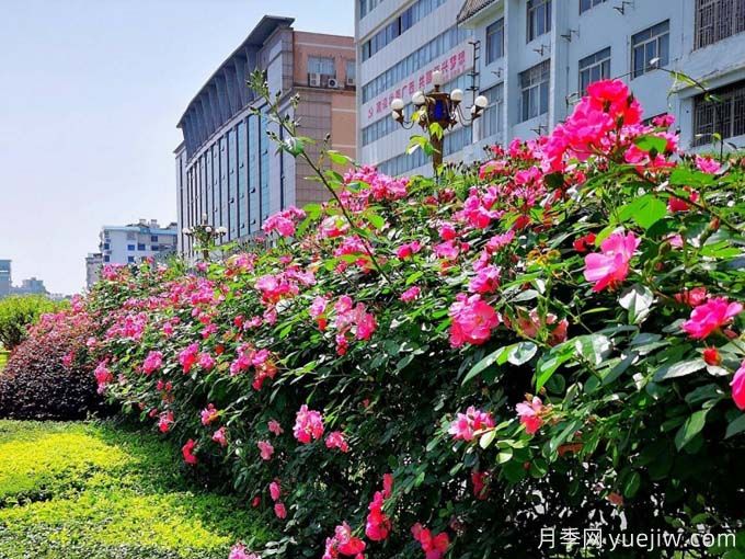桂林月季应用和月季景观(图2)