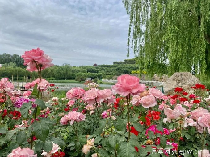 桂林月季应用和月季景观(图5)