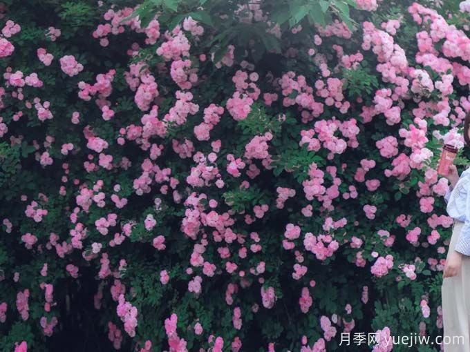 梧州月季应用和月季景观(图2) 梧州月季应用和月季景观(图2)