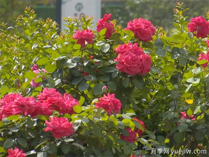 贵港月季应用和月季景观(图3)
