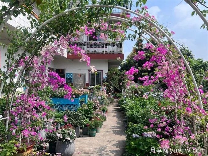 玉林月季应用和月季景观(图2)