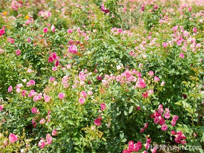 百色月季应用和月季景观(图2)