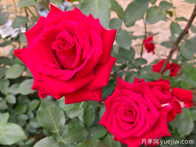 河池月季应用和月季景观(图1)