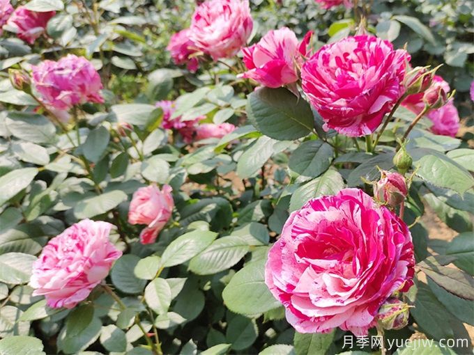 来宾月季应用和月季景观(图1)