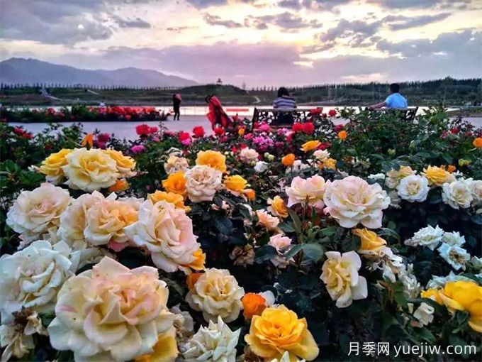 金昌月季市花文化和月季景观(图2)