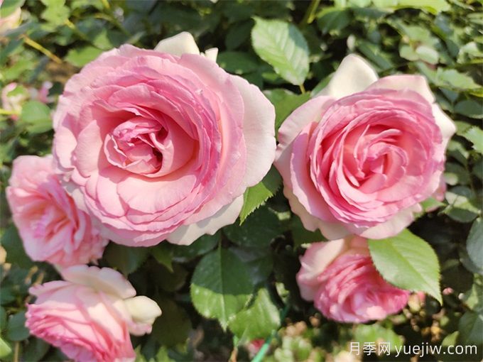 月季(玫瑰)的花季分类,造型月季花球花柱拱门展示(图2) 月季(玫瑰)的花季分类,造型月季花球花柱拱门展示(图2)