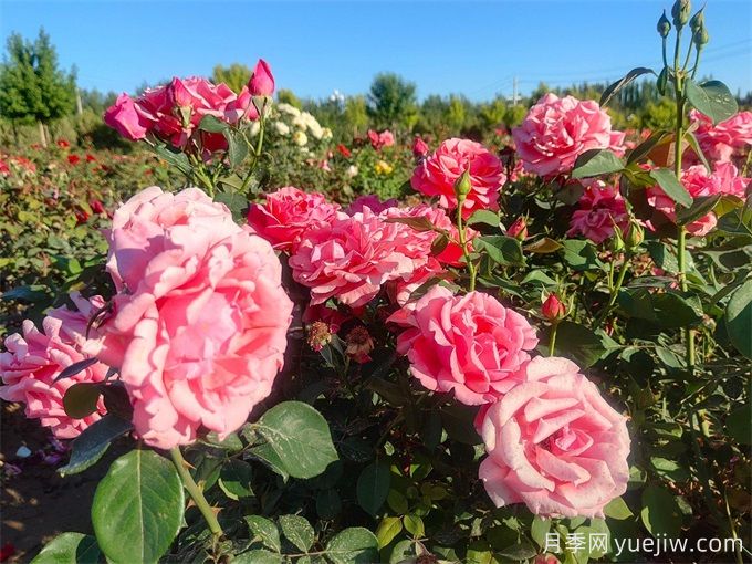 酒泉月季应用和月季景观(图2)