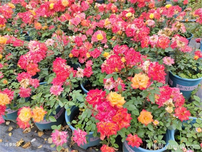 陇南月季应用和月季景观(图2)