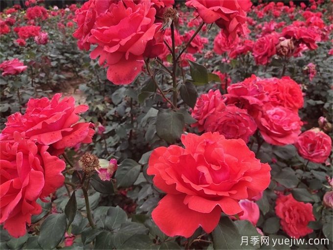 西宁月季应用和月季景观(图1)