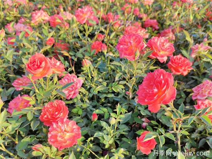 海东月季应用和月季景观(图1)