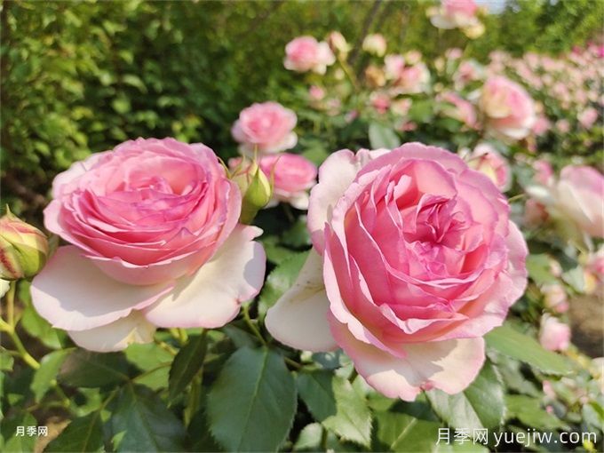 海北月季应用和月季景观(图1)