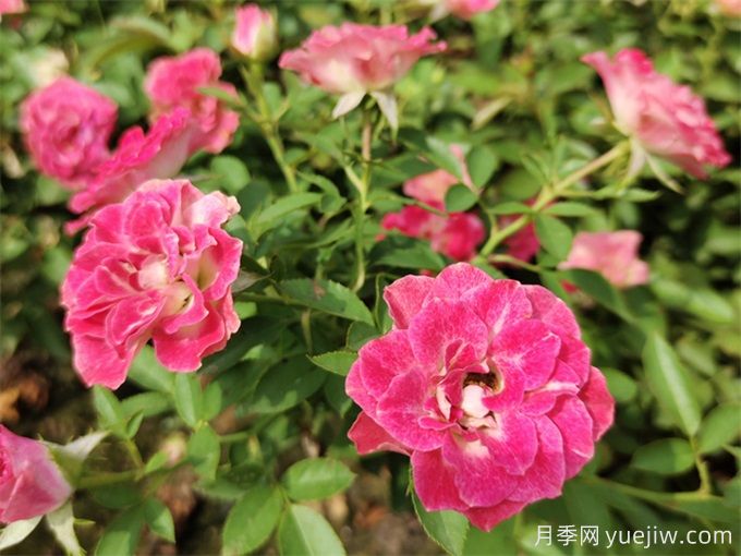 海西月季应用和月季景观(图1)
