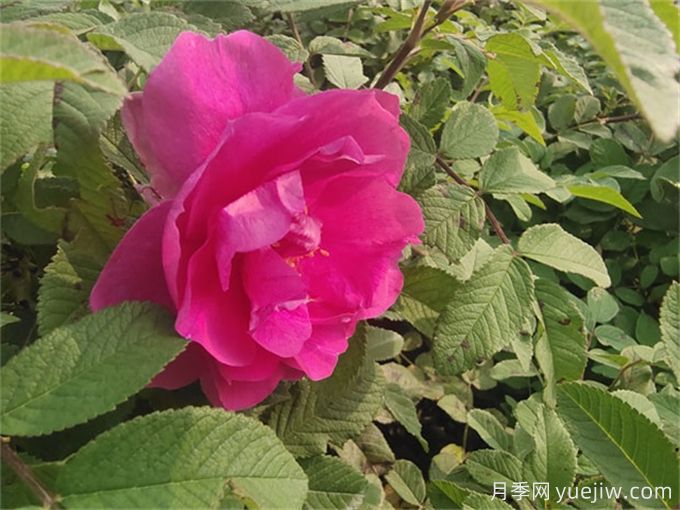 石嘴山月季市花文化和月季景观(图2)