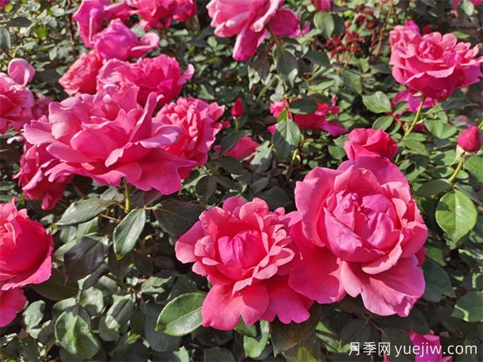 石嘴山月季市花文化和月季景观(图1)