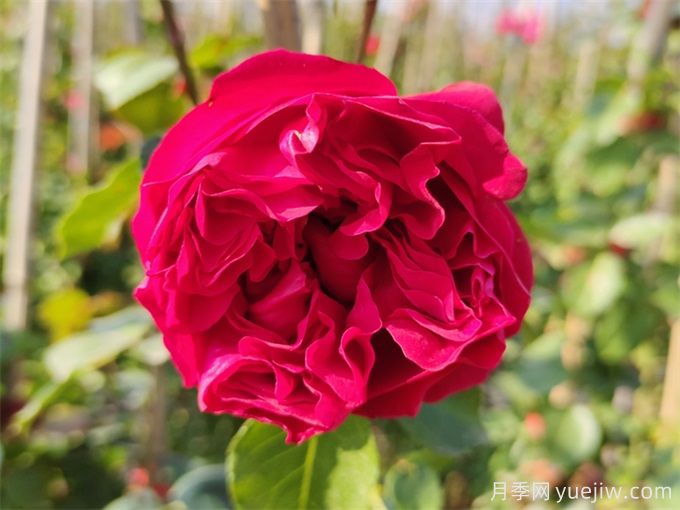 呼和浩特月季应用和月季景观(图3)