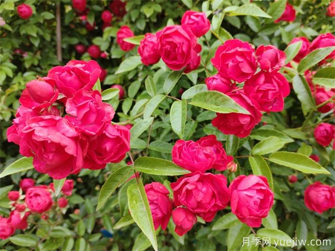 乌海市花文化和月季景观(图1)