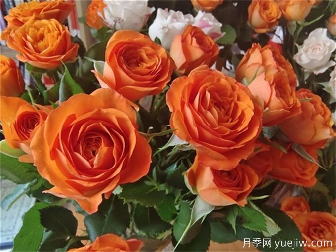 橙色芭比月季,超级绚丽的切花玫瑰(图1) 橙色芭比月季,超级绚丽的切花玫瑰(图1)