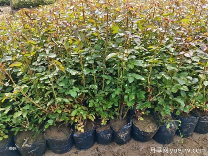 月季修剪过后马上施肥,对促发笋芽很重要(图1) 月季修剪过后马上施肥,对促发笋芽很重要(图1)