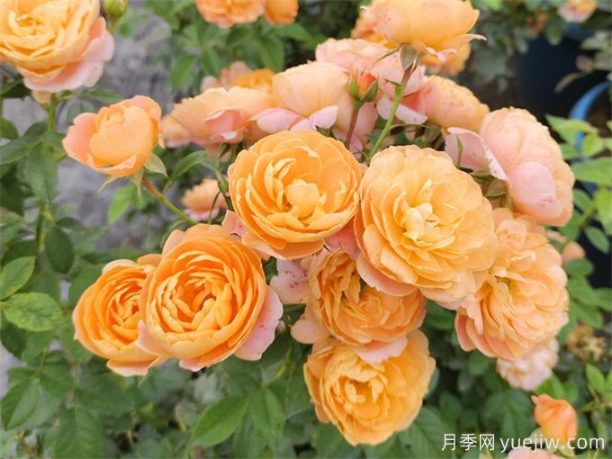 花友分享4个比较好养的月季(图2) 花友分享4个比较好养的月季(图2)