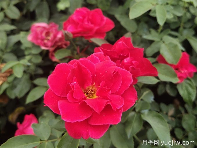 花友分享4个比较好养的月季(图3) 花友分享4个比较好养的月季(图3)