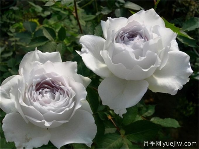 花友分享4个比较好养的月季(图4) 花友分享4个比较好养的月季(图4)