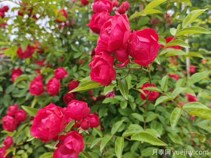 刺玫,带刺的野玫瑰(图1) 刺玫,带刺的野玫瑰(图1)