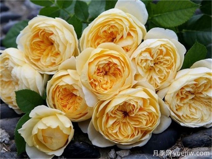 这6种月季开花不断，抗病性也很不错(图3)