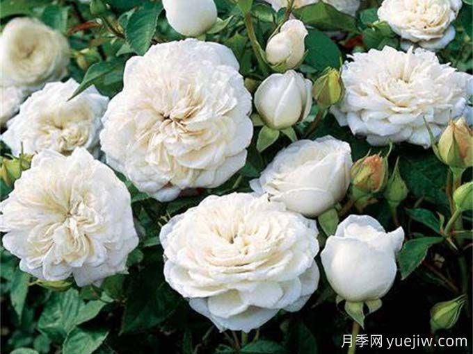 纯净香水月季(图2) 纯净香水月季(图2)