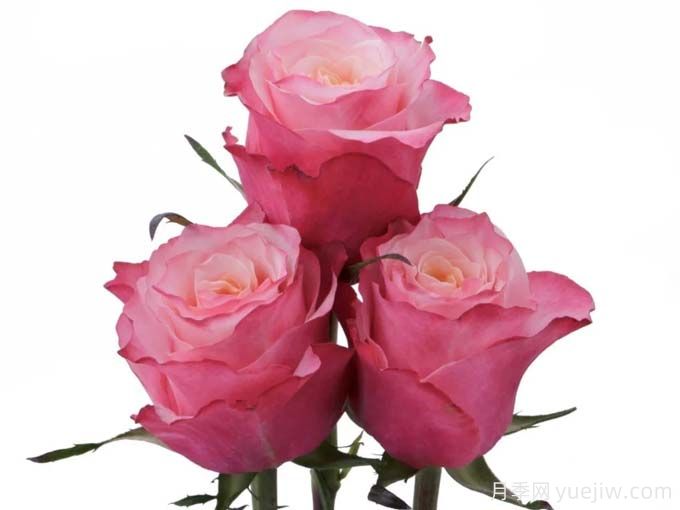 厄玫火烈鸟月季(图2) 厄玫火烈鸟月季(图2)